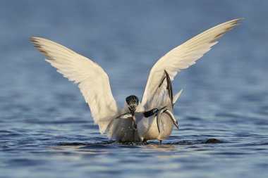 Sandviç kabuğu Danimarka 'daki doğal ortamında.