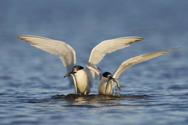 Sandviç kabuğu Danimarka 'daki doğal ortamında.