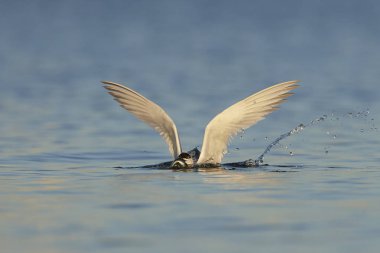 Sandviç kabuğu Danimarka 'daki doğal ortamında.