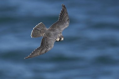 Doğal habitatları Danimarka Peregrine falcon