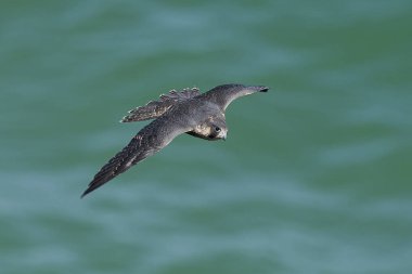 Doğal habitatları Danimarka Peregrine falcon
