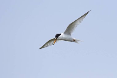 Doğal habitatları Danimarka'da küçük Sumru