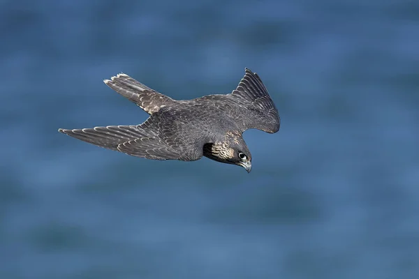 Halcón Peregrino Hábitat Natural Dinamarca — Foto de Stock