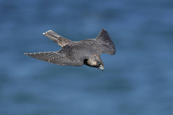 Peregrine falcon in its natural habitat in Denmark