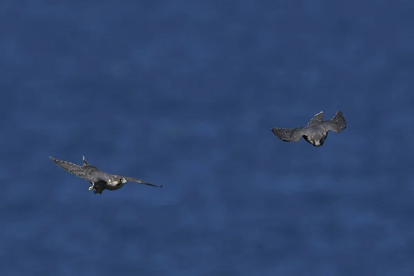 Falcão Peregrino Seu Habitat Natural Dinamarca — Fotografia de Stock