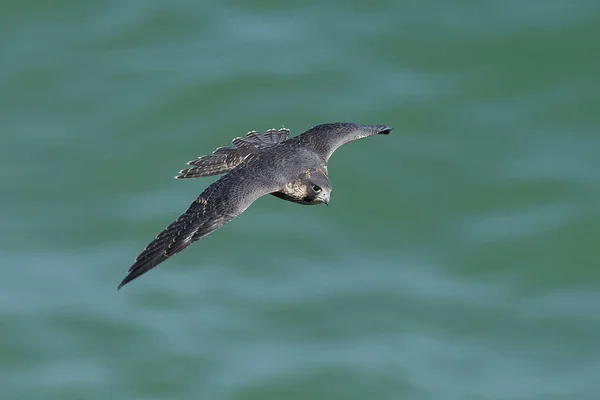 Slechtvalk Zijn Natuurlijke Habitat Denemarken — Stockfoto