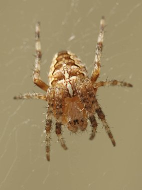 Çapraz örümcek (Araneus diadematus makro fotoğraf) 