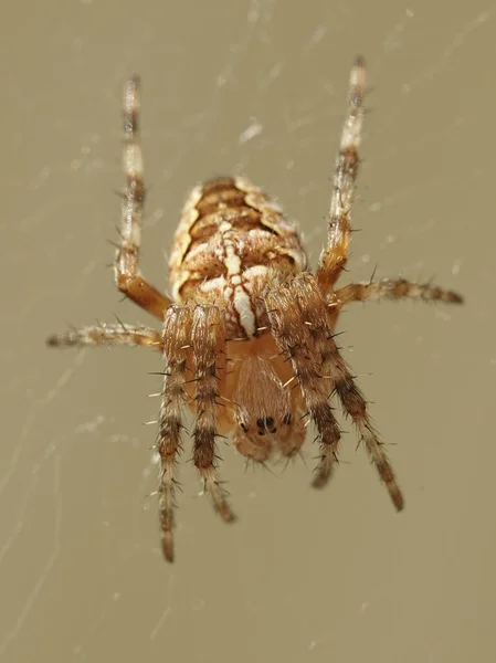 Makroaufnahme Der Kreuzspinne Araneus Diadematus — Stockfoto