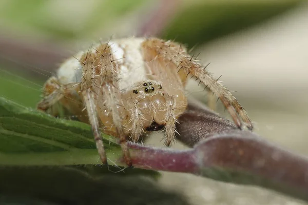 Makró Fotó Kereszt Pók Araneus Diadematus — Stock Fotó