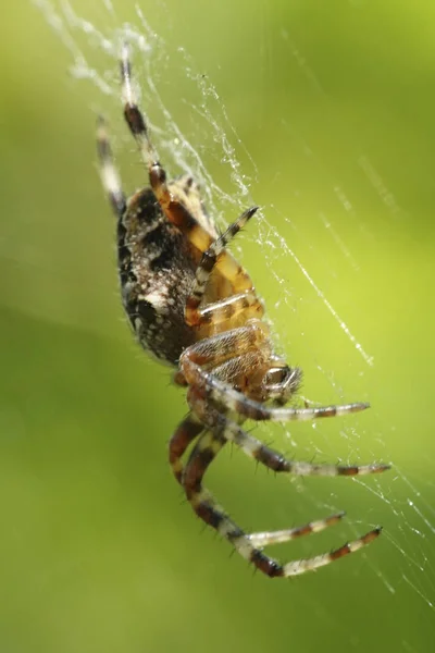 Fotografia Makro Krzyża Pająk Araneus Diadematus — Zdjęcie stockowe