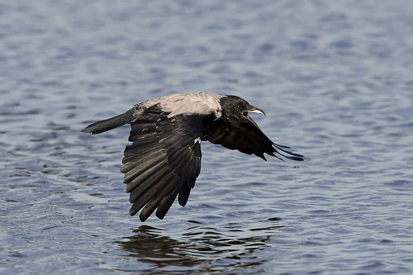 Hooded Crow Flight Blue Water Background — Stock Photo, Image