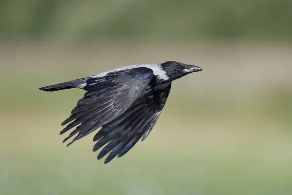 Kukuletalı Karga Arka Planda Bitki Örtüsüyle Uçuyor — Stok fotoğraf