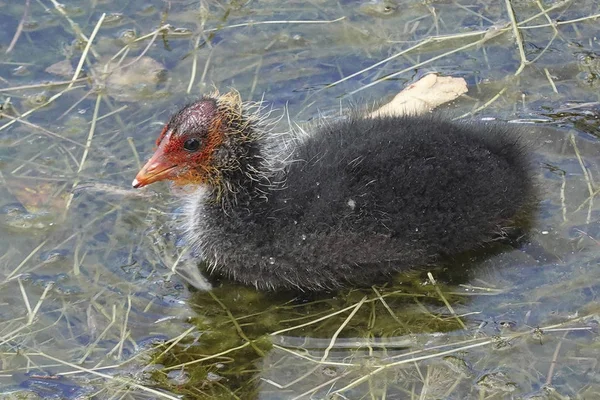 Juvenilní Lyska Černá Fulica Atra Jezerech Kodaň — Stock fotografie