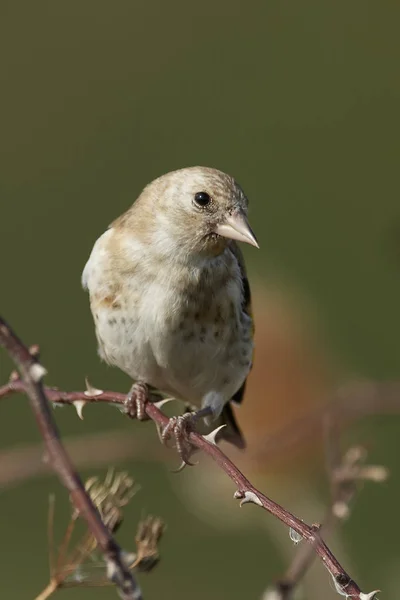 Juvenile European Goldfinch Its Natural Habitat Denmark — Stock Photo, Image