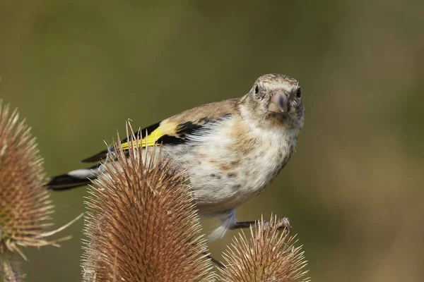 Juvenile European Goldfinch Habitatul Său Natural Din Danemarca — Fotografie, imagine de stoc