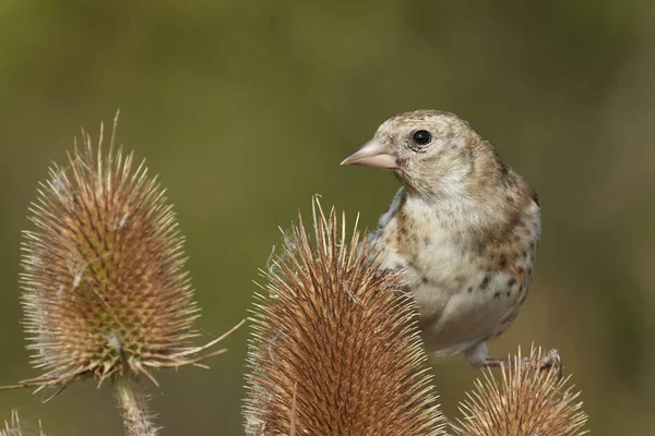 Juvenile European Goldfinch Its Natural Habitat Denmark — Stock Photo, Image