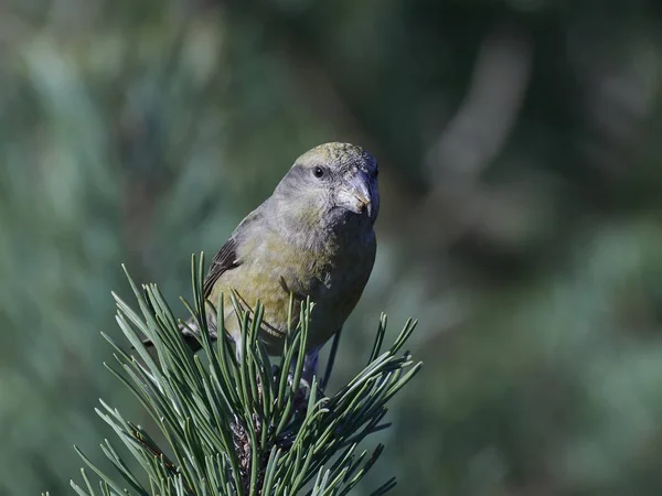 Parrot Crossbill Its Natural Habitat — Stock Photo, Image