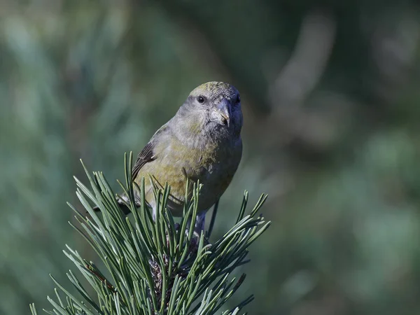 Parrot Crossbill Its Natural Habitat — Stock Photo, Image