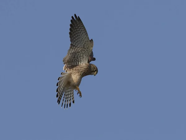 Běžný Kestrel Letu Modrou Oblohou Pozadí — Stock fotografie