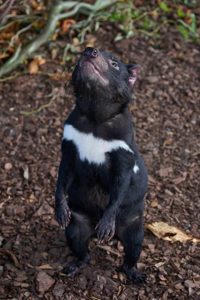 Vértes Portré Egy Fekete Tasmán Ördög — Stock Fotó