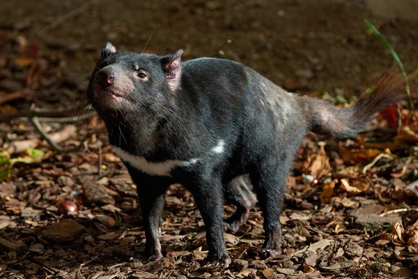 Closeup Portrait Black Tasmanian Devil — Stock Photo, Image