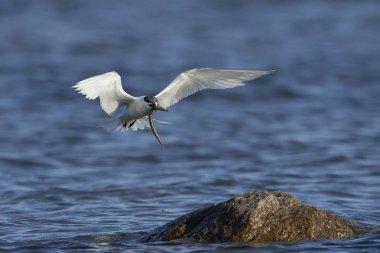 Sandviç kabuğu Danimarka 'daki doğal ortamında.