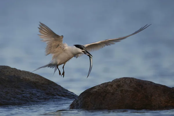 Tern Sanduíche Seu Habitat Natural Dinamarca — Fotografia de Stock