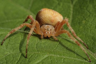 Çapraz örümcek (Araneus diadematus)