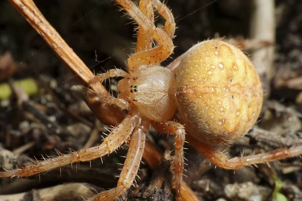 Aranha Cruzada Araneus Diadematus — Fotografia de Stock