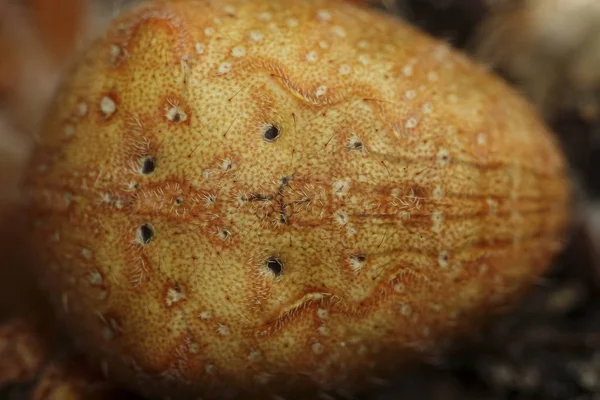 Araignée Croisée Araneus Diadematus — Photo