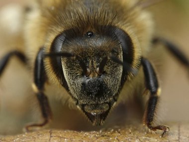 Doğal habitatları Danimarka Avrupa bal arısı makro fotoğraf