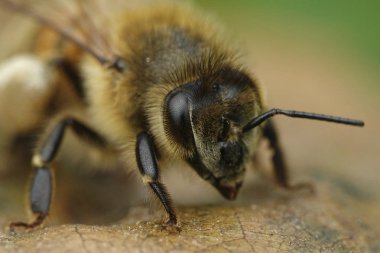 Doğal habitatları Danimarka Avrupa bal arısı makro fotoğraf