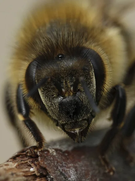 Macro Photo Abeille Domestique Européenne Dans Son Habitat Naturel Danemark — Photo