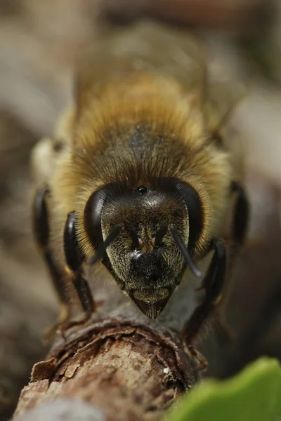 Макрофото Европейской Пчелы Естественной Среде Обитания Дании — стоковое фото