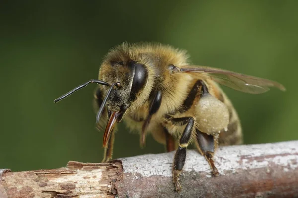 デンマークの自然な生息地のヨーロッパのミツバチのマクロ写真 — ストック写真