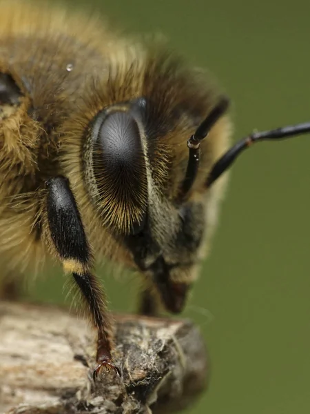 Macro Photo European Honey Bee Its Natural Habitat Denmark — Stock Photo, Image