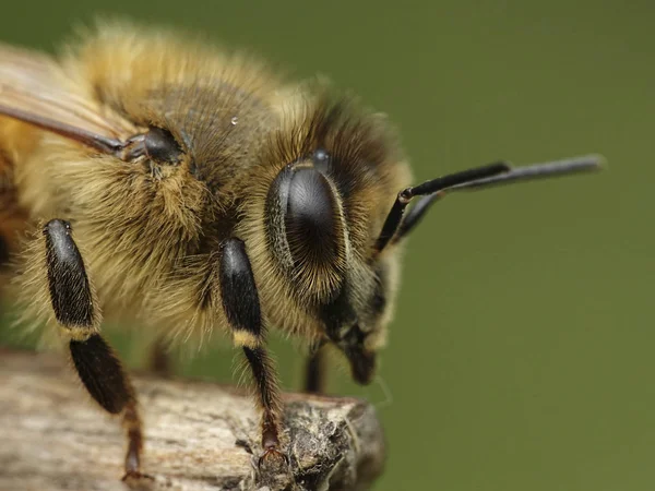 デンマークの自然な生息地のヨーロッパのミツバチのマクロ写真 — ストック写真