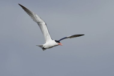Hazar deniz kestanesi doğal habitatında, Danimarka 'da