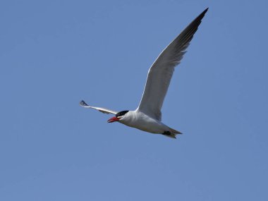 Hazar deniz kestanesi doğal habitatında, Danimarka 'da