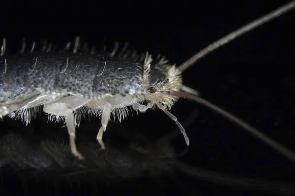 Makro Foto Silverfisk Lepisma Saccharina Svart Studio Bakgrund — Stockfoto