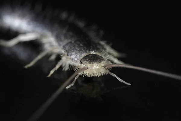 Макрофото Серебряной Рыбки Lepisma Saccharina Фоне Черной Студии — стоковое фото