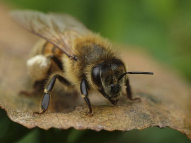 Doğal habitatları Danimarka Avrupa bal arısı makro fotoğraf