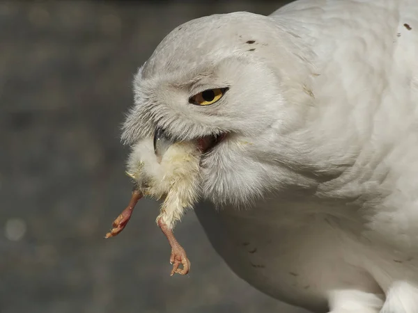 Gufo Delle Nevi Bubo Scandiacus — Foto Stock