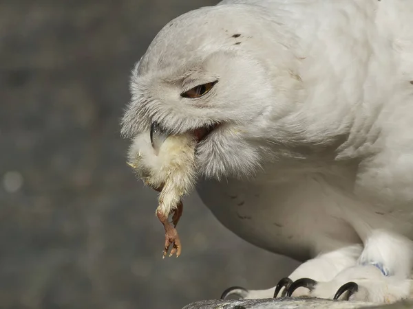 Burung Hantu Salju Bubo Scandiacus — Stok Foto