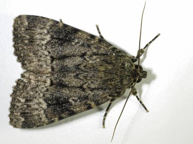 Macro photo of the Svensson's copper underwing moth clipart