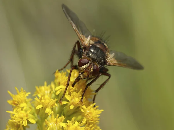 Woeste Sluipvlieg Vliegen Zijn Natuurlijke Habitat Denemarken — Stockfoto