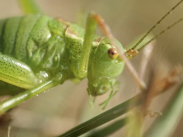 Speckled Bush Cricket Its Habitat Denmark — Stock Photo, Image