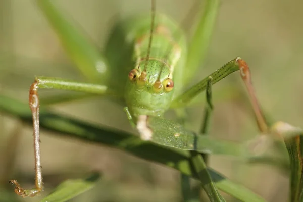 Speckled Bush Cricket Seu Habitat Dinamarca — Fotografia de Stock