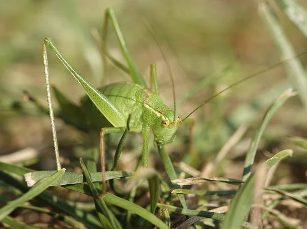 Speckled Bush Cricket Its Habitat Denmark — Stock Photo, Image