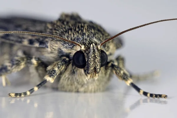 Macro Photo Svensson Copper Underwing Moth — Stock Photo, Image
